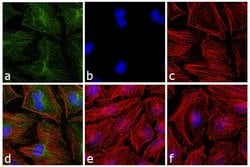 Invitrogen Goat anti-Mouse IgG F(ab')2 Secondary Antibody, FITC 2 mg; FITC:Antikörper
