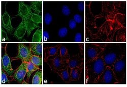 Invitrogen Goat anti-Mouse IgG Fc Secondary Antibody, FITC 2 mg; FITC:Antibodies,