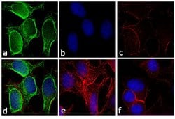 Invitrogen™ Goat anti-Mouse IgG (H+L) Secondary Antibody, FITC
