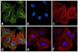 Invitrogen Goat anti-Rat IgG Fc Secondary Antibody, FITC 2 mg; FITC:Antibodies,