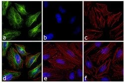 Invitrogen F(ab')2-Goat anti-Rabbit IgG (H+L) Cross-Adsorbed Secondary