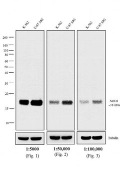 Invitrogen Goat anti-Mouse IgG F(ab')2 Secondary Antibody, Biotin 2 mL;