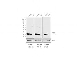 Invitrogen Goat anti-Mouse IgG Fc Secondary Antibody, Biotin 2 mL; Biotin:Antibodies,