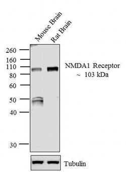 Invitrogen NMDAR1 Monoclonal Antibody (54.1) 100 &mu;g; Unconjugated:Antibodies,