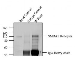 Invitrogen NMDAR1 Monoclonal Antibody (54.1) 100 &mu;g; Unconjugated:Antibodies,