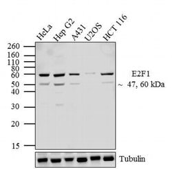 Invitrogen E2F1 Monoclonal Antibody (KH95) 100 &mu;g; Unconjugated:Antibodies,