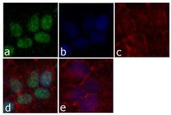 Invitrogen Cyclin E Monoclonal Antibody (HE12) 200 &mu;g; Unconjugated:Antibodies,