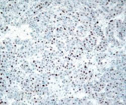 Invitrogen Cyclin E Monoclonal Antibody (HE12) 200 &mu;g; Unconjugated:Antibodies,