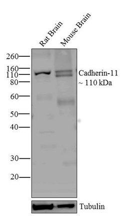 Invitrogen CDH11 Monoclonal Antibody (5B2H5) 100 &mu;g; Unconjugated:Antibodies,