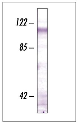 Invitrogen CDH11 Monoclonal Antibody (5B2H5) 100 &mu;g; Unconjugated:Antibodies,