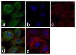 Invitrogen beta Tubulin Monoclonal Antibody (2 28 33) 100 &mu;g; Unconjugated:Antibodies,
