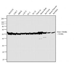 Invitrogen beta Tubulin Monoclonal Antibody (2 28 33) 100 &mu;g; Unconjugated:Antibodies,