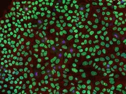 Invitrogen beta Tubulin Monoclonal Antibody (2 28 33) 100 &mu;g; Unconjugated:Antibodies,