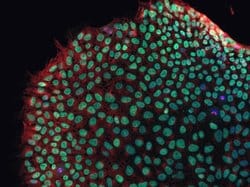 Invitrogen beta Tubulin Monoclonal Antibody (2 28 33) 100 &mu;g; Unconjugated:Antibodies,