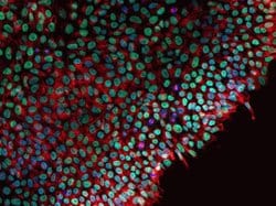 Invitrogen beta Tubulin Monoclonal Antibody (2 28 33) 100 &mu;g; Unconjugated:Antibodies,