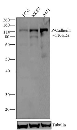 Invitrogen P-cadherin Monoclonal Antibody (12H6) 100 &mu;g; Unconjugated:Antibodies,