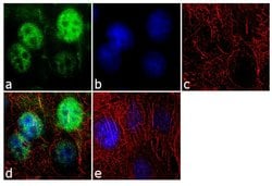 Invitrogen SRSF1 Monoclonal Antibody (103) 100 &mu;g; Unconjugated:Antibodies,