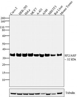 Invitrogen SRSF1 Monoclonal Antibody (103) 100 &mu;g; Unconjugated:Antibodies,