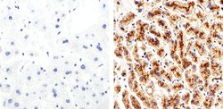 Claudin 2 Monoclonal Antibody (12H12):Antibodies, Monoclonal