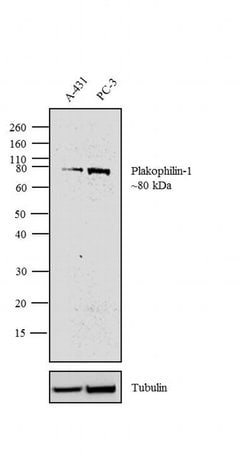 Invitrogen PKP1 Monoclonal Antibody (10B2) 100 &mu;g; Unconjugated:Antibodies,