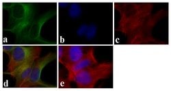Invitrogen™ Synuclein alpha/beta Monoclonal Antibody (Syn 202)