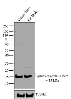 Invitrogen Synuclein alpha/beta Monoclonal Antibody (Syn 202) 100 &mu;g;