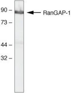 Invitrogen RANGAP1 Monoclonal Antibody (19C7) 100 &mu;g | Buy Online | Invitrogen&trade; | Fisher Scientific