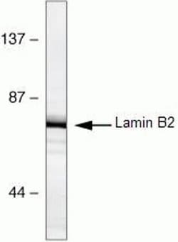 Invitrogen Lamin B2 Monoclonal Antibody (E-3) 100 &mu;g; Unconjugated:Antibodies,