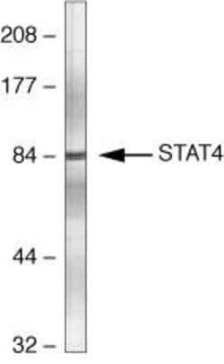 Invitrogen STAT4 Monoclonal Antibody (ST4-5D6) 100 &mu;g; Unconjugated:Antibodies,
