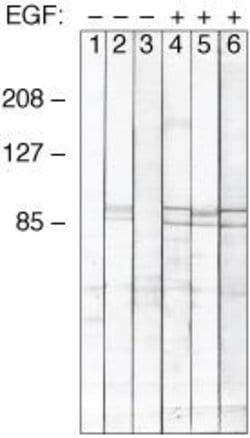 Invitrogen Phospho-STAT1 (Tyr701) Monoclonal Antibody (ST1P-11A5) 50 &mu;g;