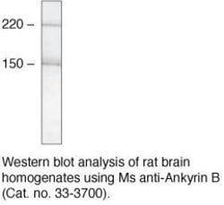 Invitrogen&trade;&nbsp;Ankyrin B Monoclonal Antibody (2.2)