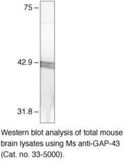 Invitrogen GAP43 Monoclonal Antibody (7B10) 100 &mu;g; Unconjugated:Antibodies,
