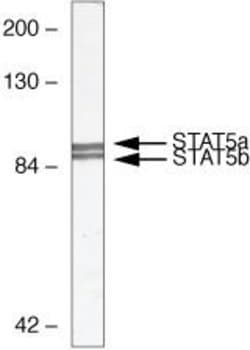 STAT5 alpha/beta Monoclonal Antibody (ST5-8F7), Invitrogen 100 &mu;g; Unconjugated:Antibodies,