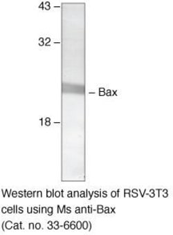 Invitrogen Bax Monoclonal Antibody (6A7) 100 &mu;g; Unconjugated:Antibodies,