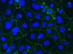 Invitrogen Occludin Monoclonal Antibody (OC-3F10), Alexa Fluor 488 100