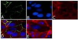 Invitrogen Occludin Monoclonal Antibody (OC-3F10), Alexa Fluor 488 100