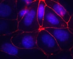 Occludin Monoclonal Antibody (OC-3F10), Alexa Fluor 594, Invitrogen 100