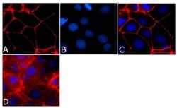 Invitrogen™ Occludin Monoclonal Antibody (OC-3F10), Alexa Fluor™ 594