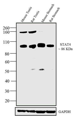 Invitrogen STAT4 Monoclonal Antibody (ST4-5D6) 100 &mu;g; Unconjugated:Antibodies,
