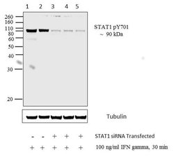 Invitrogen Phospho-STAT1 (Tyr701) Monoclonal Antibody (ST1P-11A5) 50 &mu;g;