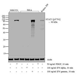 Invitrogen Phospho-STAT1 (Tyr701) Monoclonal Antibody (ST1P-11A5) 50 &mu;g;