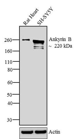 Invitrogen&trade;&nbsp;Ankyrin B Monoclonal Antibody (2.2)