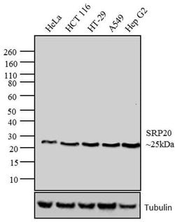 Invitrogen SRSF3 Monoclonal Antibody (7B4 (7B4A12)) 100 &mu;g; Unconjugated:Antibodies,