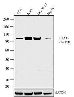 STAT5 alpha/beta Monoclonal Antibody (ST5-8F7), Invitrogen 100 &mu;g; Unconjugated:Antibodies,
