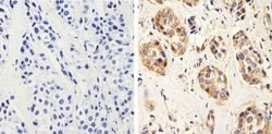 Invitrogen Bax Monoclonal Antibody (6A7) 100 &mu;g; Unconjugated:Antibodies,