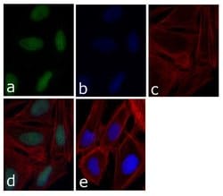 p21 Monoclonal Antibody (EA10), Invitrogen 50 &mu;g; Unconjugated:Antikörper