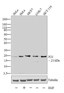 p21 Monoclonal Antibody (EA10), Invitrogen 50 &mu;g; Unconjugated:Antikörper