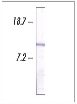 Invitrogen Cytochrome C Monoclonal Antibody (7H8.2C12) 200 &mu;g; Unconjugated:Antibodies,
