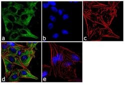 Invitrogen IQGAP1 Monoclonal Antibody (AF1) 100 &mu;g; Unconjugated:Antibodies,