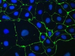 Invitrogen ZO-1 Monoclonal Antibody (ZO1-1A12), Alexa Fluor 488 100 &mu;g;